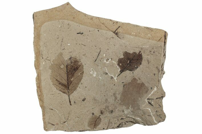 Fossil Leaf (Betula) Plate - McAbee Fossil Beds, BC #224906